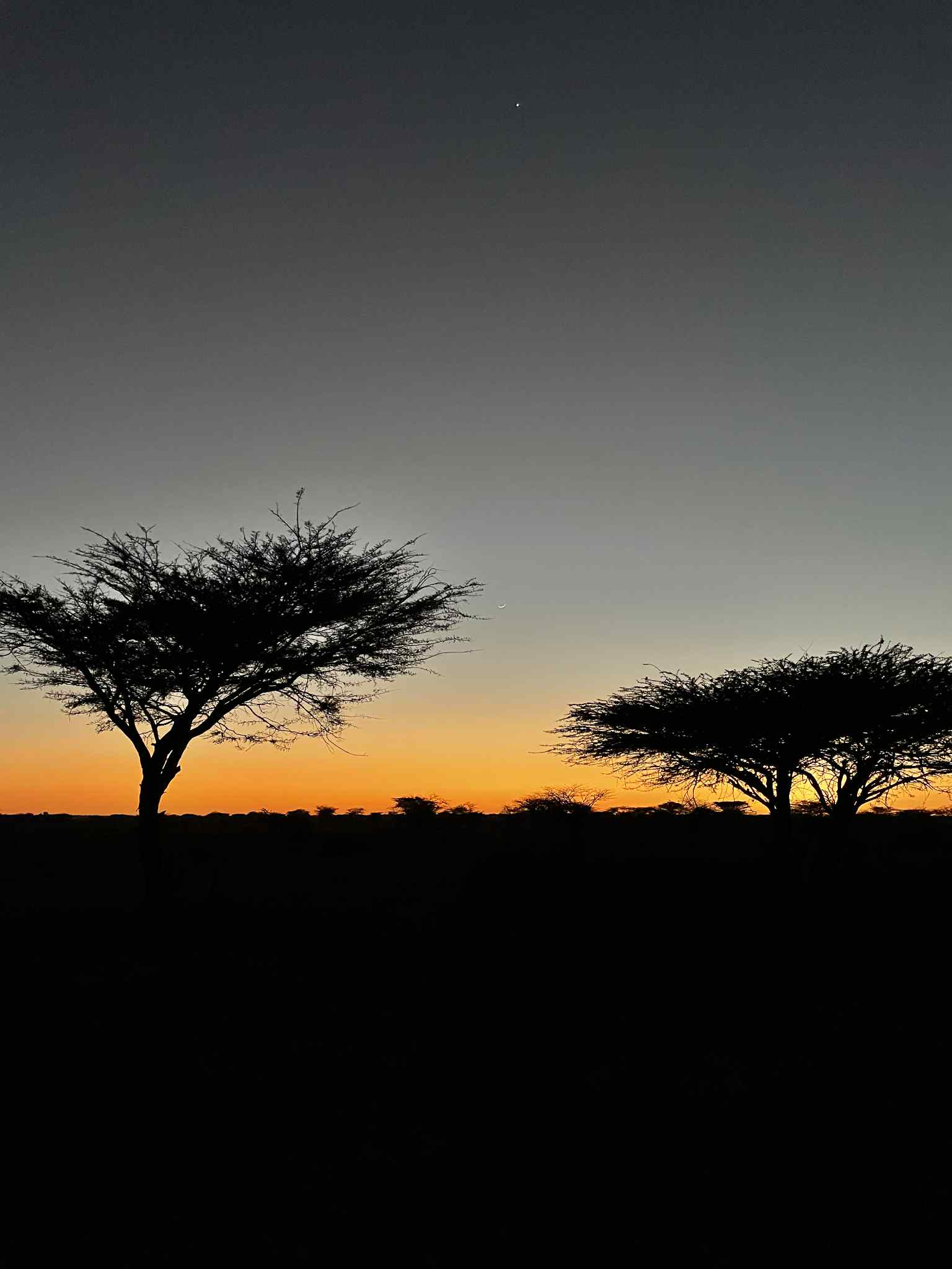 Trees in the savanna at sunset